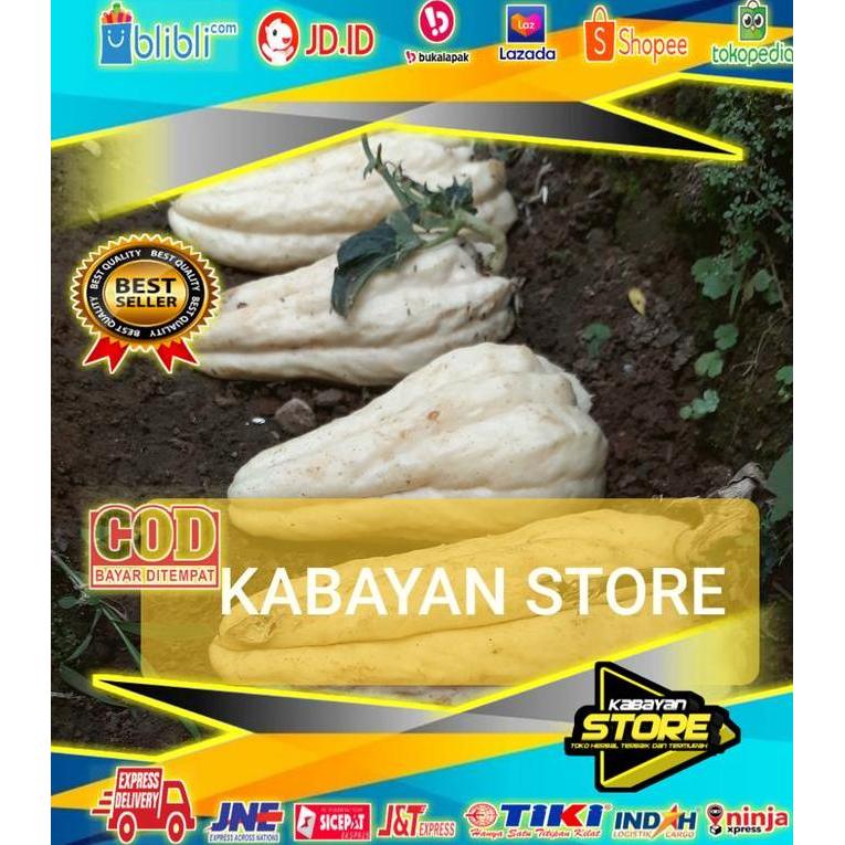 PROMO TERBAIK BIBIT LABU SIAM/WALUH SIEM PUTIH SIAP TANAM murah