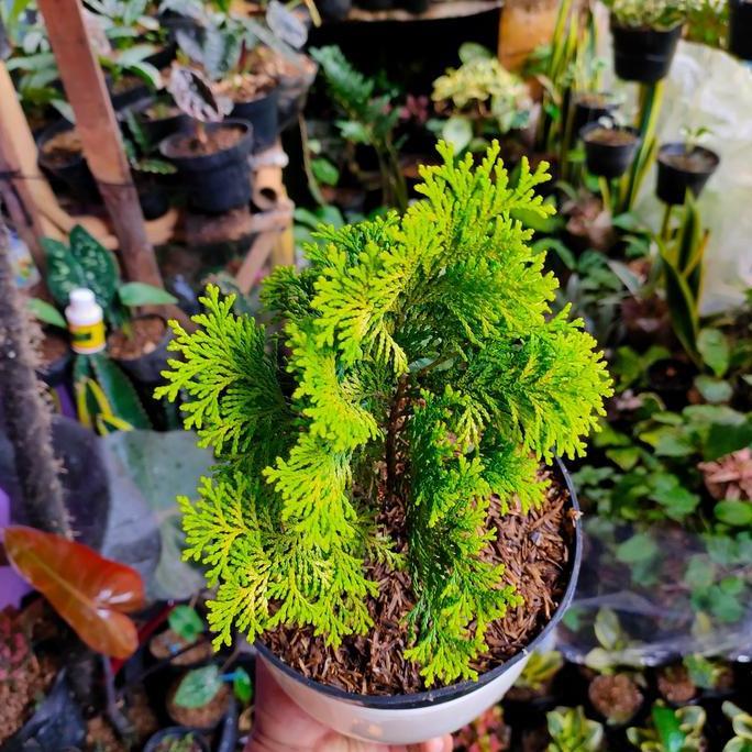 Bonsai Cemara kipas bonsai alami bahan karakter