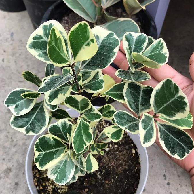 tanaman hias euonymus japonicus thunb+pot+serabut