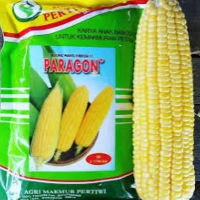 Benih / bibit Jagung manis Paragon