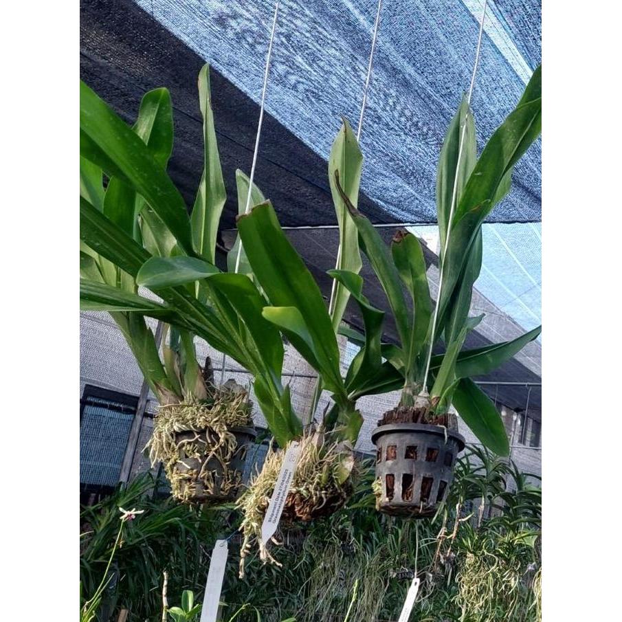 Whyyou- [ Dewasa ] Grammatophyllum Scriptum Var Citrinum | Grammatophyllum Green