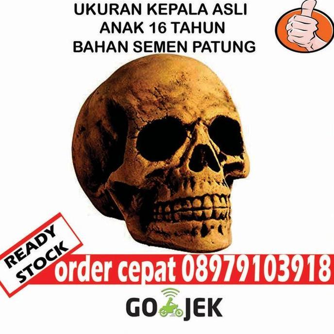 JUAL KEPALA TENGKORAK PALSU KEPALA TENGKORAK REPLIKA UKURAN ASLI