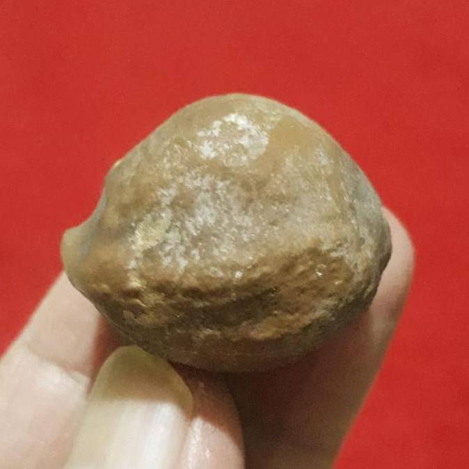 Muncang Adu Anak Mayit Urgen