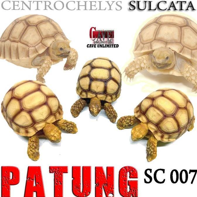 Promo REPLIKA PATUNG HIASAN TORTOISE TORTO KURA DARAT SULCATA CENTROCHELYS COD
