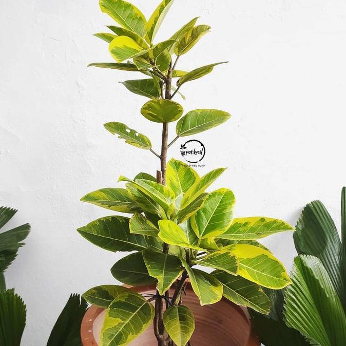 Ficus Altissima / Ficus / Karet Variegata Kuning