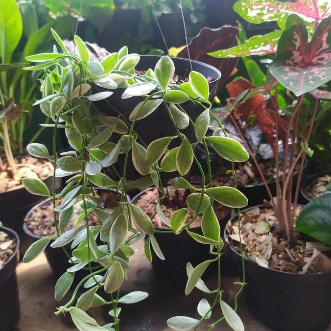 Tanaman Hias Dischidia