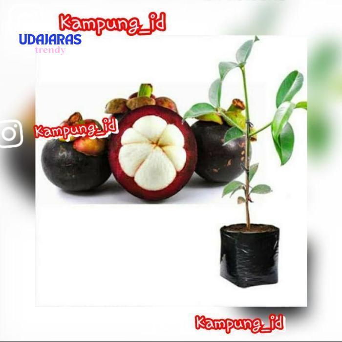 t-56 LI34 wwr-76 Bibit Manggis Super Viral Terlaris Berkualitas