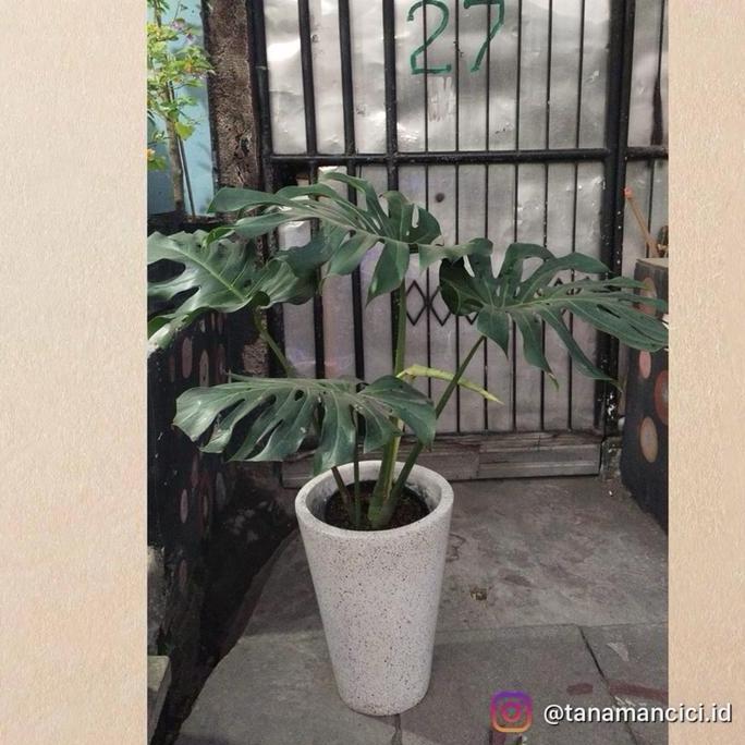 Monstera king remaja 4daun