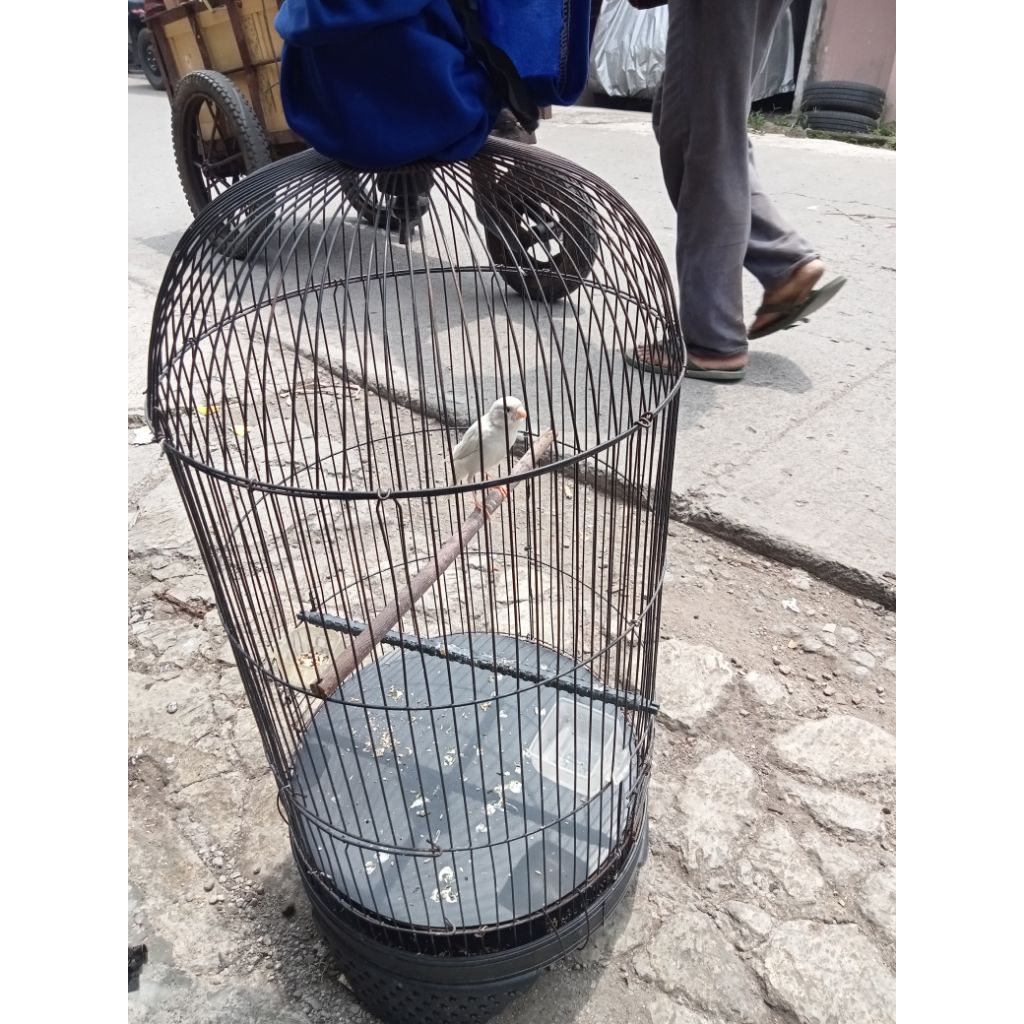 burung kenari lokal umur 6/8gacor warna putih polos / pocong