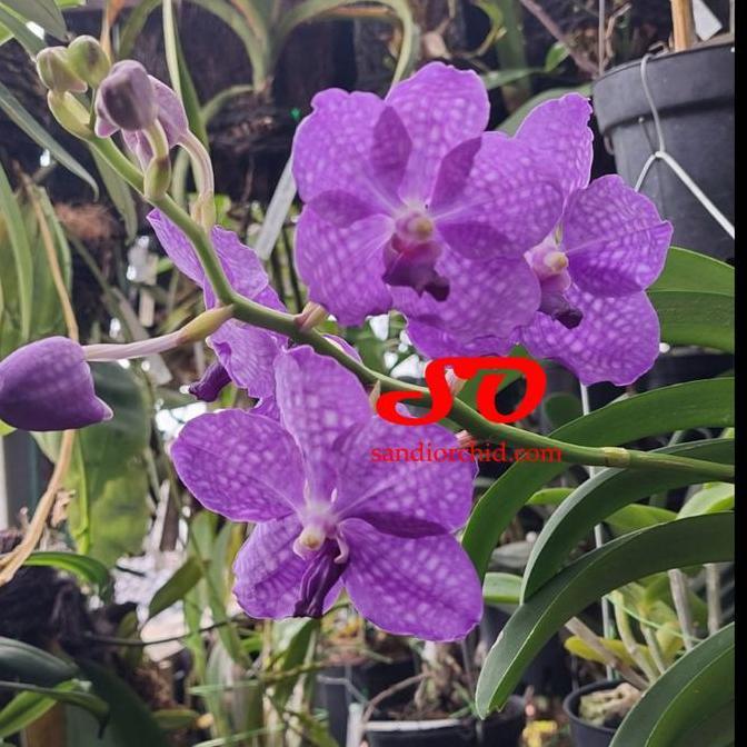 Terlaris Vanda Coerulea / Kurulea / Karulea Dewasa