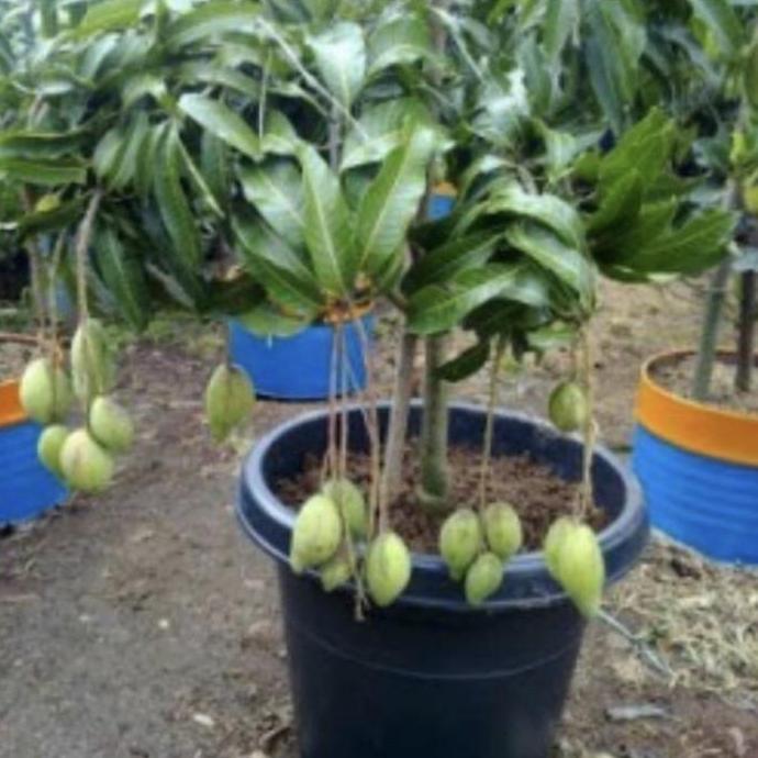 Terlaris Tanaman Buah Mangga Sudah Berbunga // Berbuah / Pohon Mangga