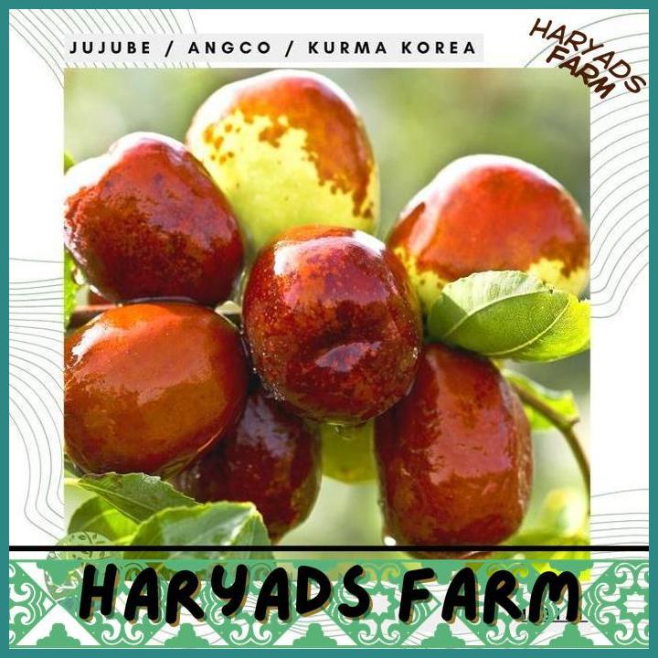 HF BENIH BIBIT BIJI - BUAH JUJUBE ANGCO KURMA KOREA KURMA CHINA SEEDS - HARYADSFARM