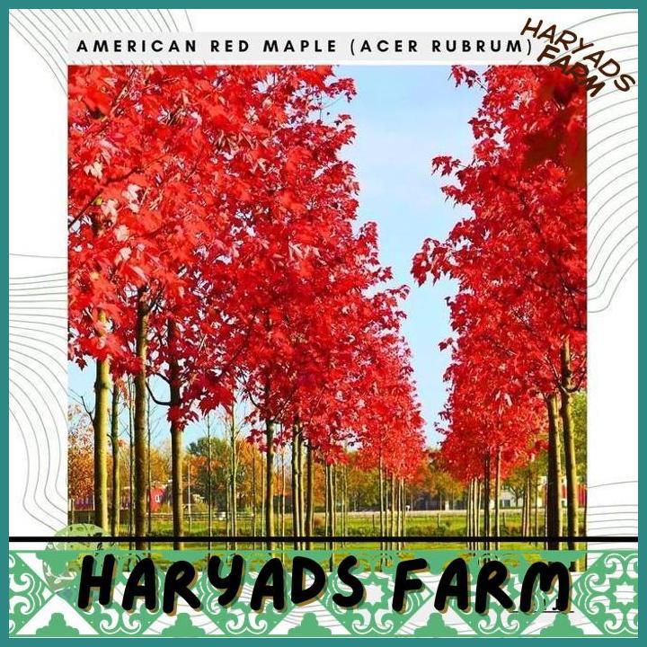 HF BENIH BIBIT BIJI - AMERICAN RED MAPLE / CANADIAN MAPLE TREE (ACER RUBRUM) POHON EKSOTIS SEEDS - I