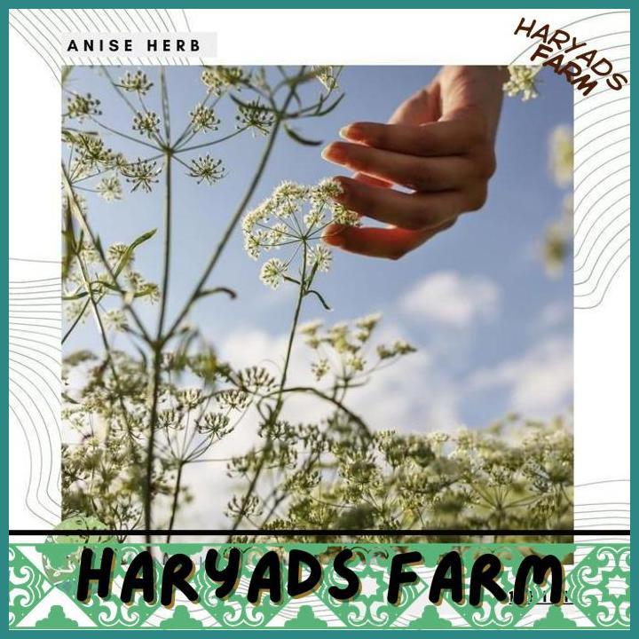 HF BENIH BIBIT BIJI - ANISE ADAS MANIS MEDICAL HERB SEEDS - IMPORT - HARYADSFARM