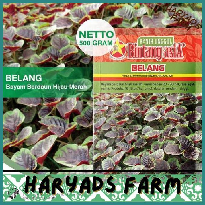 HF (1 PACK) BENIH BAYAM BELANG CABUT BERDAUN HIJAU MERAH BATIK SEEDS - BINTANG ASIA - 500 GRAM - HAR