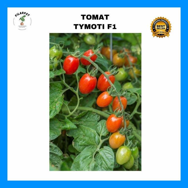 (Ready) Benih Bibit Tomat Tymoti F1 Cap Panah Merah - Tomat Tymoti F1 Bestseller