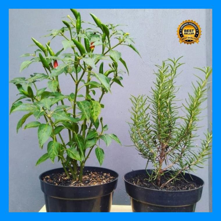 (Terbaru) Tanaman Hias Peket Dapur Cabe Rawit + Rosmeri Rimbun Inc Pot Hitam Bestseller