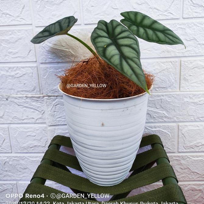 Terlaris Tanaman Hias Alocasia Dragon Scale Silver / Baginda / Inc Pot Tawon
