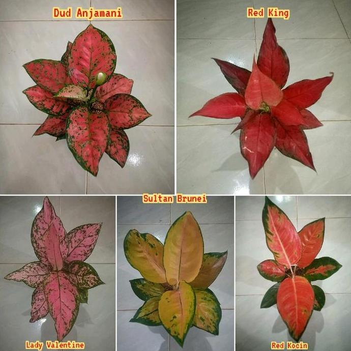 Terlaris Bunga Aglonema,5 Jenis Bunga Aglonema Super