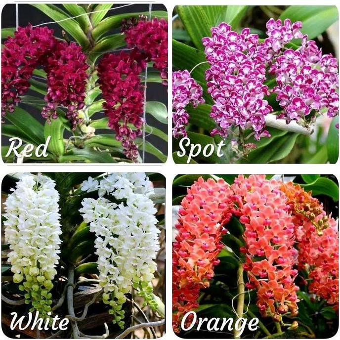 Terlaris Anggrek Vanda Rhy Gigantea Dewasa