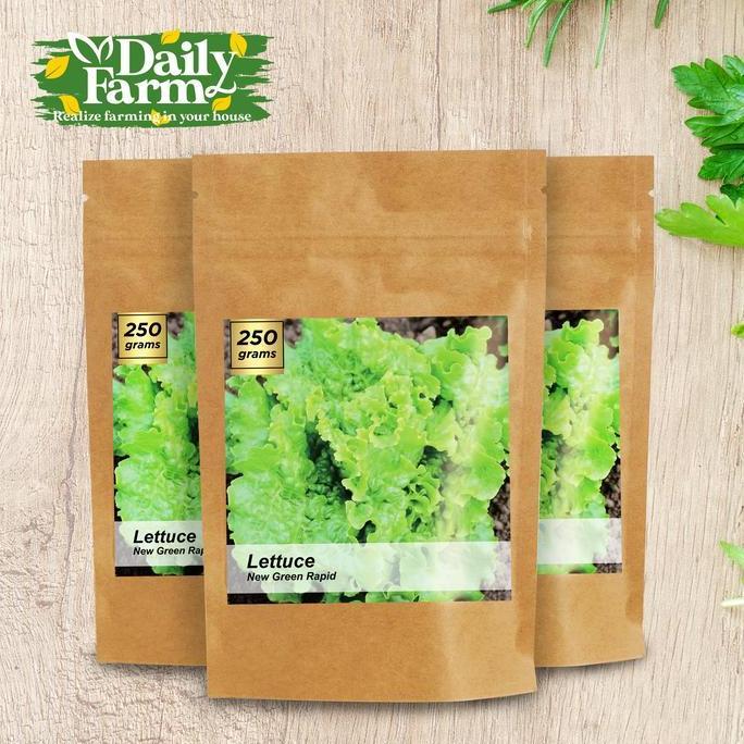 Terlaris Benih Lettuce New Grand Rapid - Bulk Size