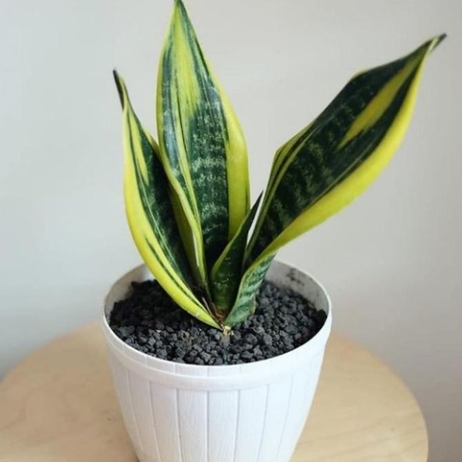 Terlaris Tanaman Hias Sansivera Golden Flame / Lidah Mertua / Plus Pot Putih