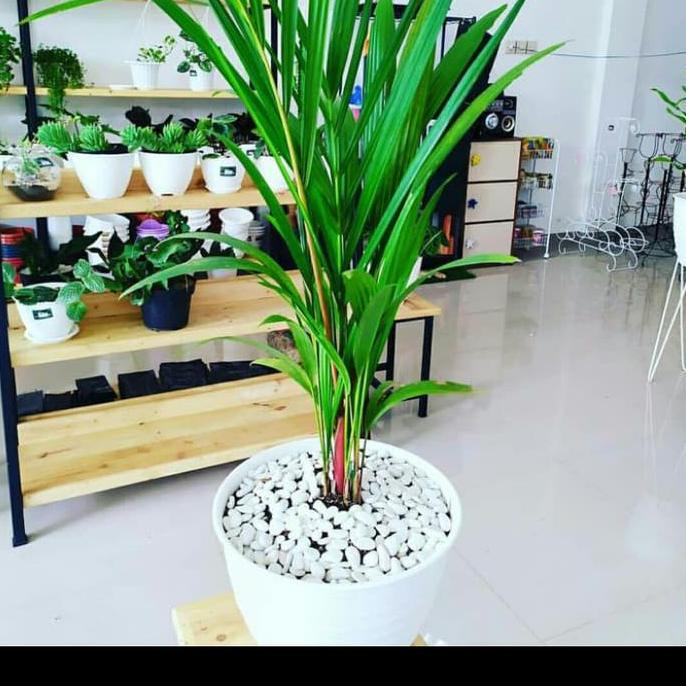 Terlaris Pohon Palem Merah 1 Meter + Pot Putih