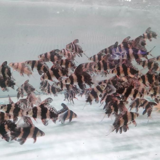 chf chinese high fin