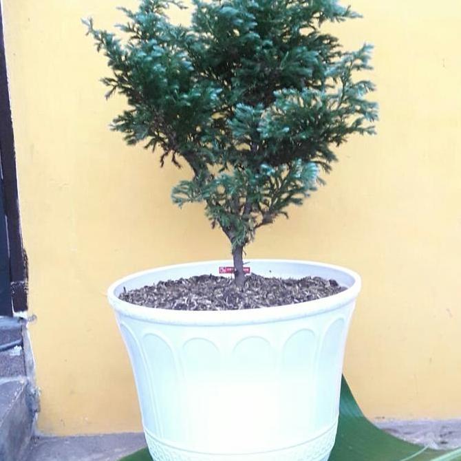 Terlaris Bunga Cemara Salju Dlam Pot Khusus Antar Medan Dan Sekitarnya