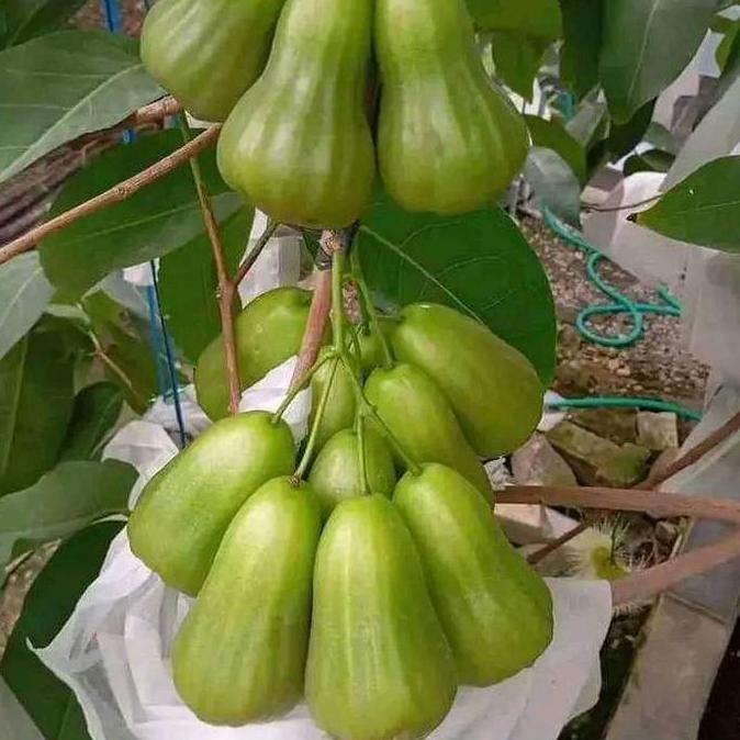 bibit tanaman jambu air green giant pohon jambu green giant okulasi