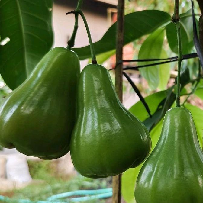 Bibit Jambu Air Green Giant Cangkok Tbk