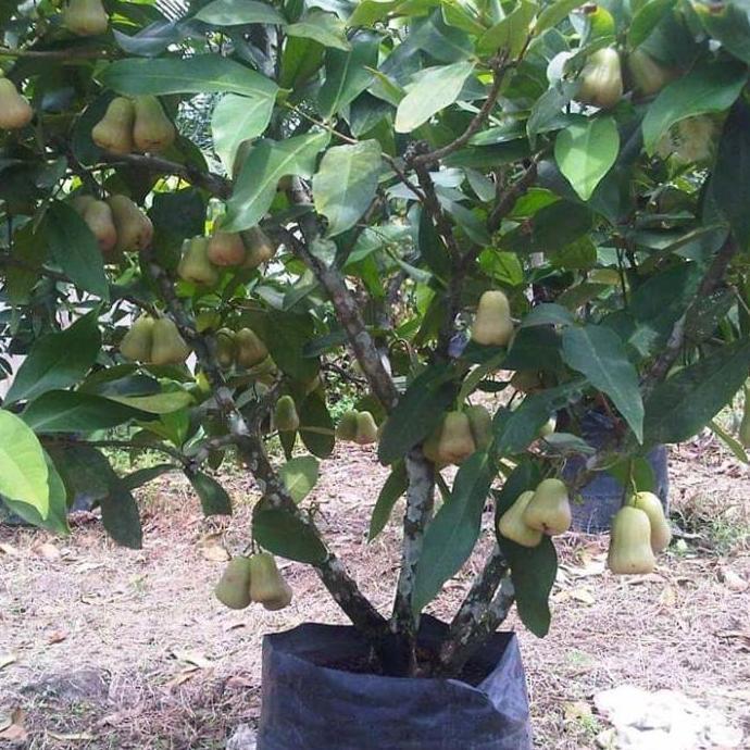 bibit jambu air sudah berbuah