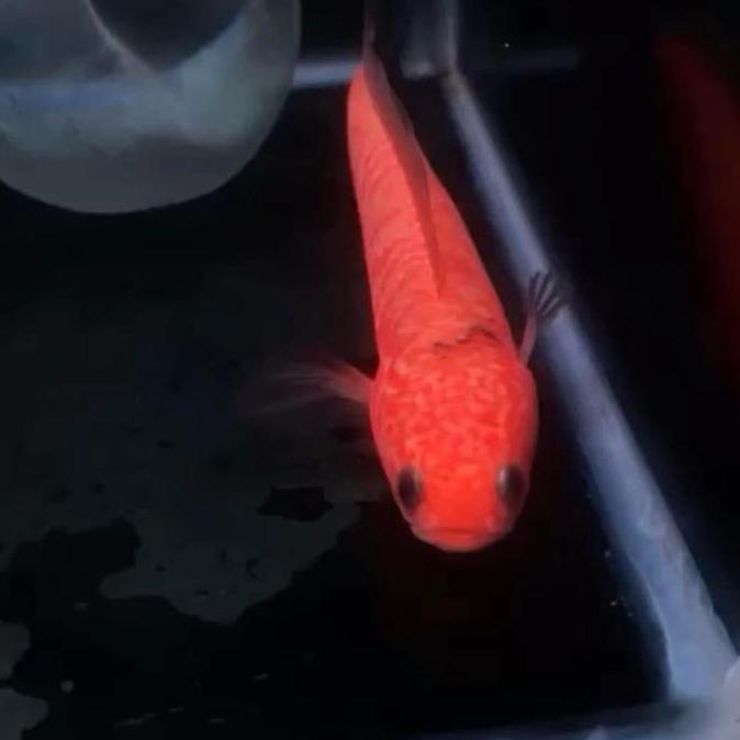 CHANNA ASIATICA GOLDEN XHANTIC GRADE A SIZE 4/5CM