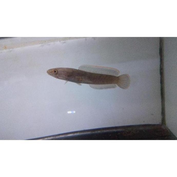 ORIGINAL IKAN CHANA LIMBATA UKURAN 10-20CM. BONUS PELET ORIGINAL