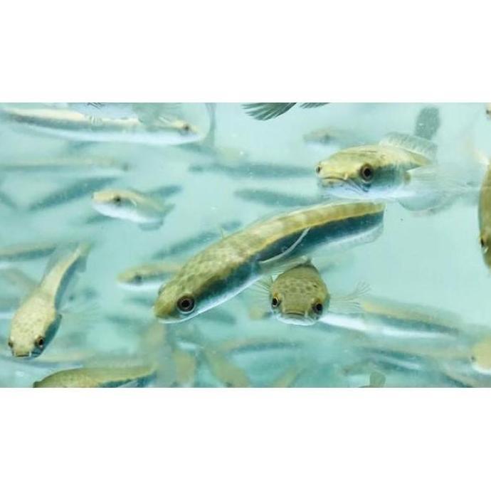 CHANNA MARU YELLOW SENTARUM 25 CM GRADE A PAKAN MAGGOT KERING