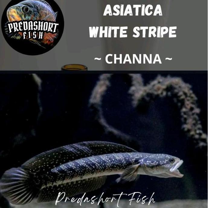 CHANNA ASIATICA WS / WHITESTRIP BAHAN GONDRONG