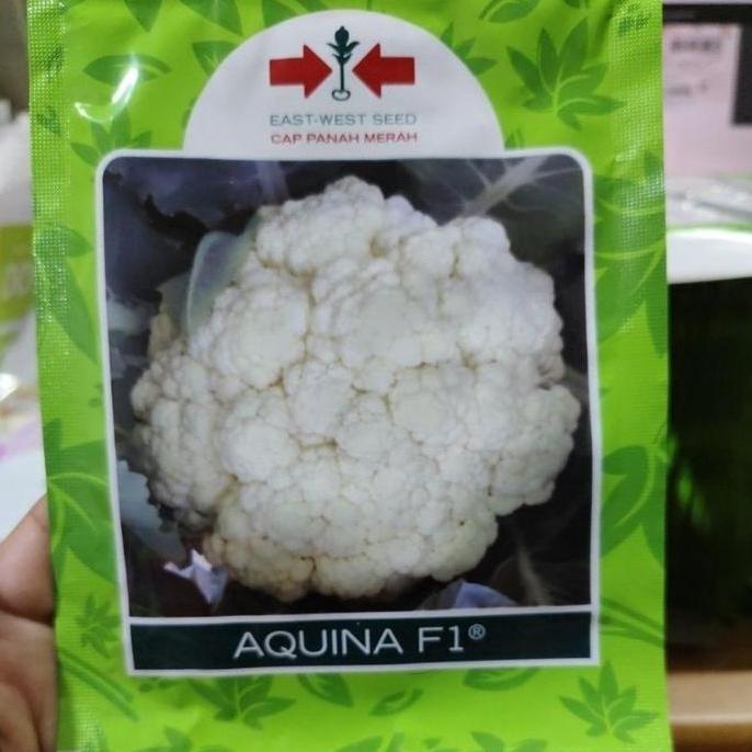 Benih bunga kol AQUINA F1 10gram bungkul aquina panah merah kembang kol dataran tinggi tahan penyaki