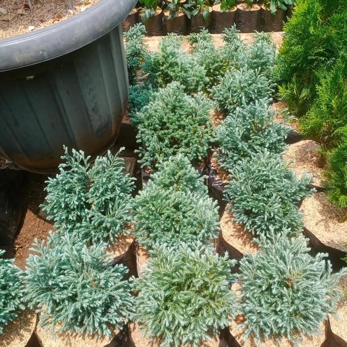 Terlaris Tanaman Cemara Perak Besar