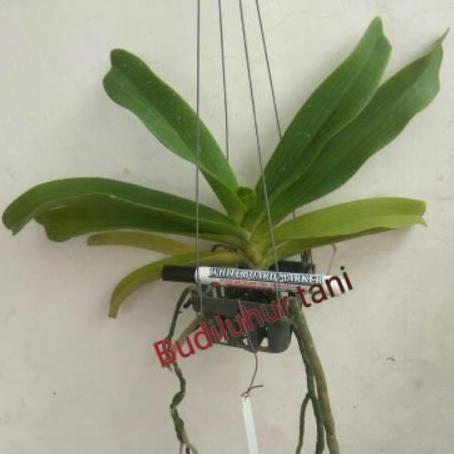 Terlaris Anggrek Vanda Rhy Gigantea Dewasa