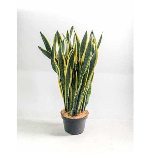 Terlaris Tanaman Hias Sensivera / Lidah Mertua / Filter Udara + Pot 25Cm Hitam