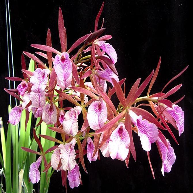 Terlaris Anggrek Cattleya Jairak Haliastur