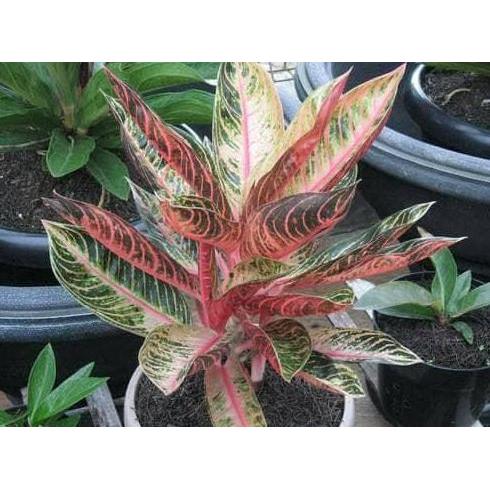 Terlaris Aglonema Red Sumatra / Aglaonema Unik