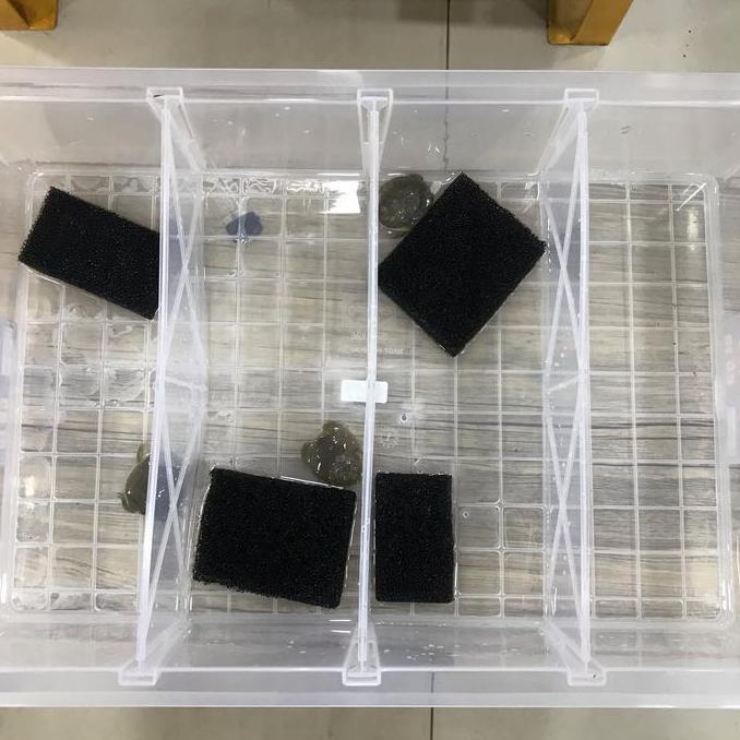 revasin9 - kandang kontainer sekat 4 gecko skink pacman frog snake sulcata istar | kandang kontainer