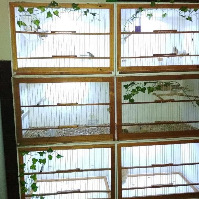 KANDANG TERNAK/BREEDING BURUNG BONGKAR PASANG/KNOCK DOWN (KENARI, FINCH, BLACKTROAT, SANGER, PLECI, 