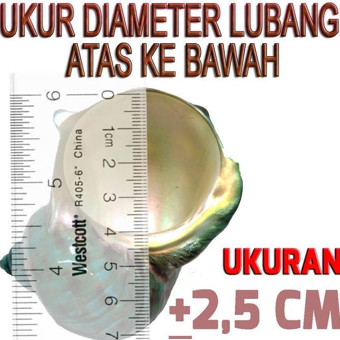 Promo TURBO SHELL CANGKANG KOSONG KEONG RUMAH UMANG POMPONGAN CANGKANG ASLI NATURAL SHELL HERMIT CRA