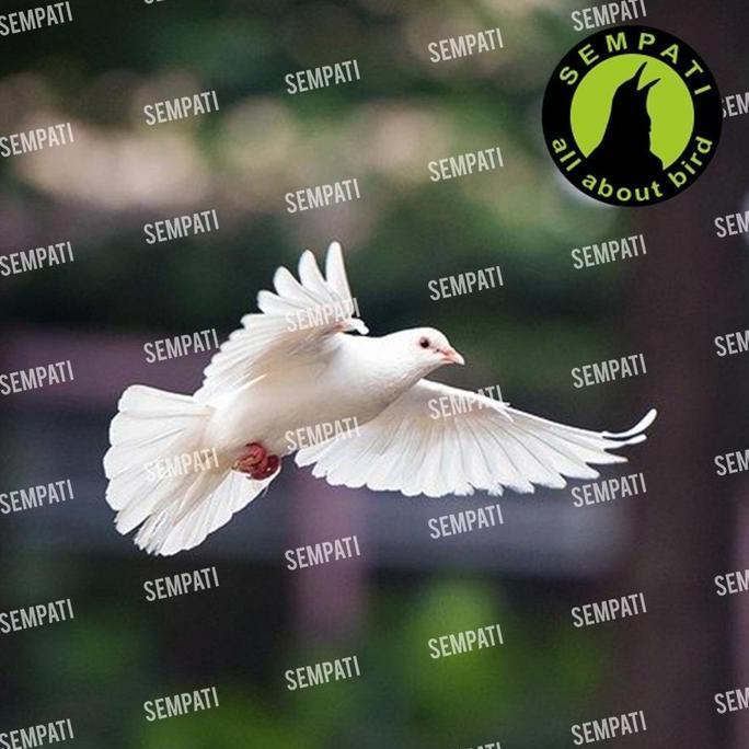 SEMPATI Jamu Merpati Arbolic Bolic Doping Obat Burung Merpati Balap Jamu Burung Original (Perbutir) 