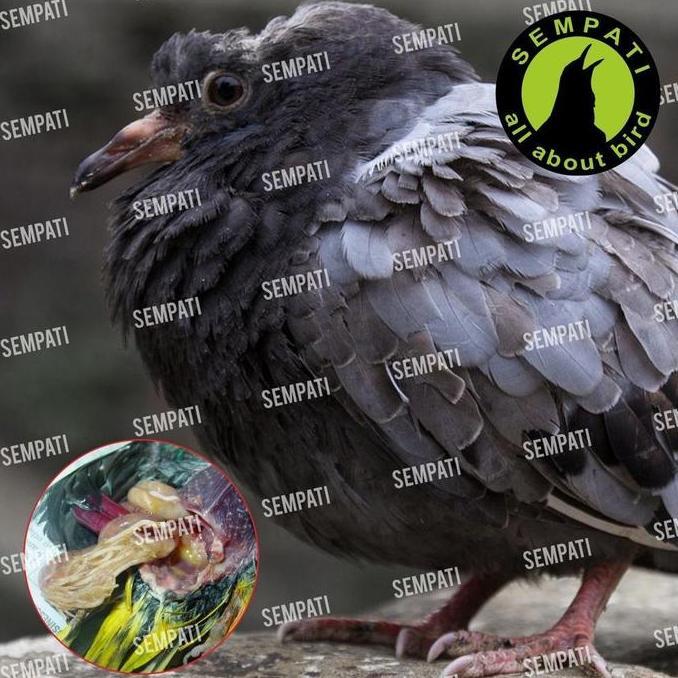 SEMPATI Obat Cacing Khusus Merpati Panca Jaya Isi 15 Kapsul Obat Burung Merpati Cacingan Kurus Ngant