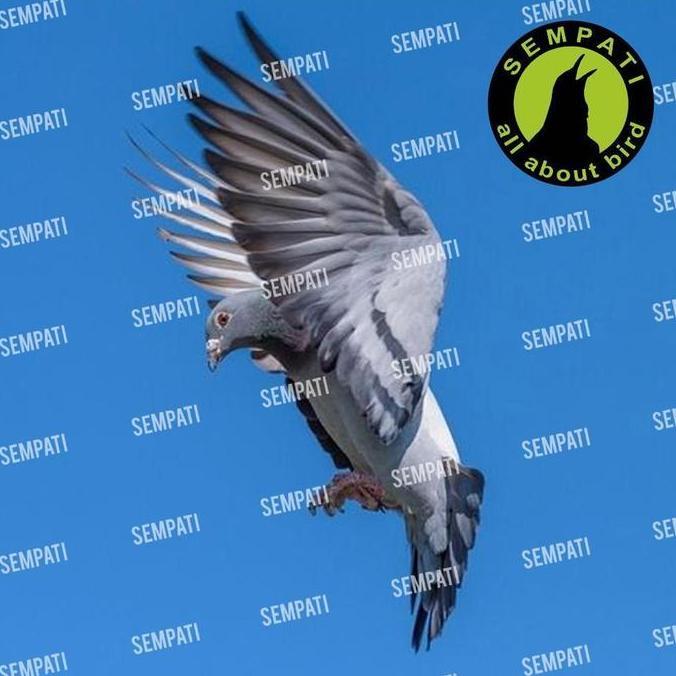 SEMPATI Tony Treasure Vetafarm Tonny Toni Tony's Treasure Obat Burung Pil Merpati Balap Pos Dara Jam