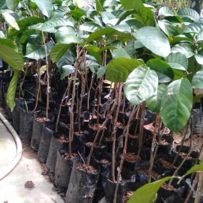 BISA BERBUAH DI POT Bibit Langsat/duku Punggur dan aneka jenis buah-buah
