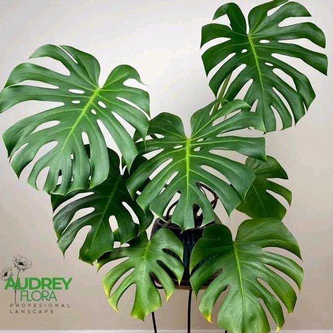 BISA BERBUAH DI POT Tanaman Hias Monstera King Deliciosa